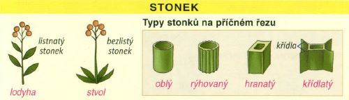 anatomie rostlin bylin kvety listy stonky a jejich variace kvet stonek