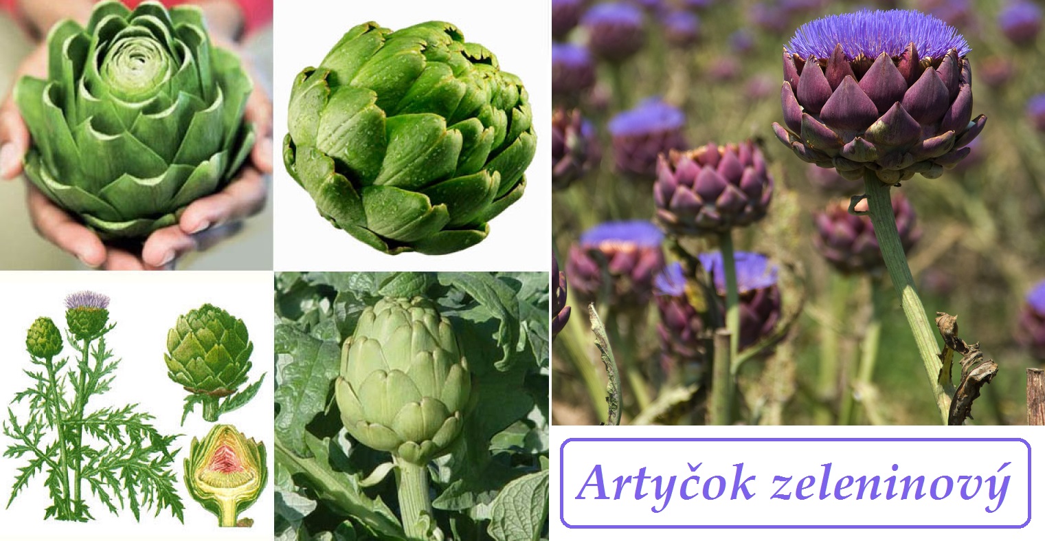 Artyčok - účinky, co léčí, použití, užívání, využití pro zdraví