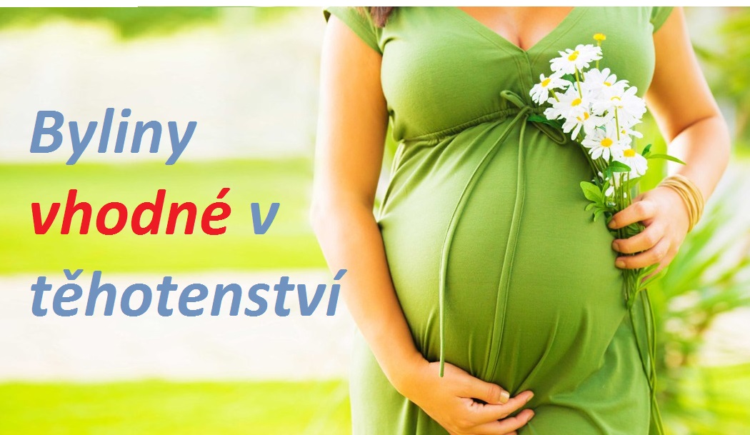 Bylinky vhodné v těhotenství (nevolnost, hemoroidy, křečové žíly, pálení žáhy, únava, usnadnění porodu)