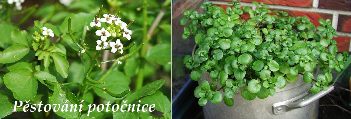 Řeřicha, potočnice - domácí pěstování, využití v kuchyni, recepty
