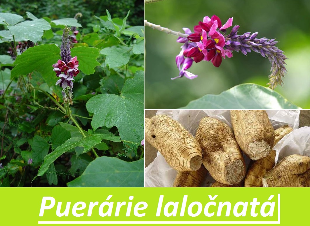 Puerárie laločnatá - účinky na zdraví, co léčí, použití, užívání, využití