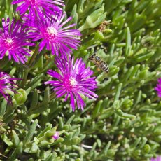 Bylinková zahrada Brno - Zahrada léčivých rostlin Lékařské fakulty Masarykovy Univezity