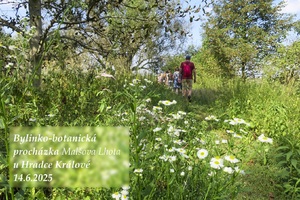 bylinko botanicka prochazka malsova lhota u hradce kralove 14 6 2025 