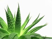 aloe-vera-uinky-ucinne-latky-kosmetika-kozni-potize-vnitrni-uziti