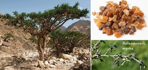 balzamovnik myrha ucinky na zdravi co leci pouziti uzivani vyuziti davkovani co sbirame pestovani