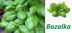 bazalka-ucinky-na-zdravi-co-leci-pouziti-uzivani