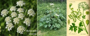 Boleševník obecný účinky na zdraví použití využití užívání co léčí