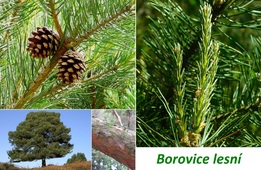 Borovice účinky co léčí použití uživání využití zdraví dávkování pěstování