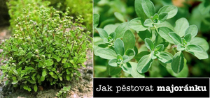 Jak pěstovat majoránku ze semínka postup návod světlo zálivka přezimování zazimování