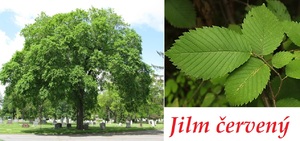 jilm cerveny ucinky na zdravi co leci pouziti uzivani vyuziti davkovani co sbirame pestovani