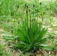 jitrocel-kopinaty-ucinky-na-zdravi-co-leci-pouziti-uzivani