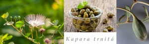 Kapara trnitá účinky na zdraví co léčí použití užívání využití co sbíráme
