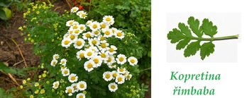 kopretina-rimbaba-ucinky-na-zdravi-co-leci-pouziti-uzivani-vyuziti