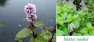 mata vodni ucinky na zdravi co leci pouziti uzivani vyuziti