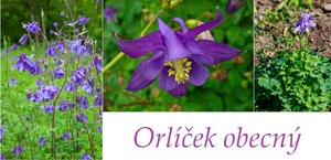 Orlíček účinky na zdraví co léčí použití užívání využití pěstování