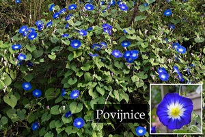 Povijnice účinky na zdraví co léčí použití užívání využití