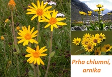 Prha chlumní arnika horská účinky zdraví léčba léčí použití využití dávkování jedovatá pěstování nežádoucí účinky