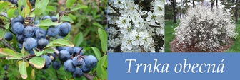 trnka obecna ucinky na zdravi co leci pouziti uzivani vyuziti