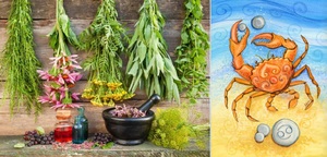 byliny bylinky a znameni horoskopu rak 22 6 22 7